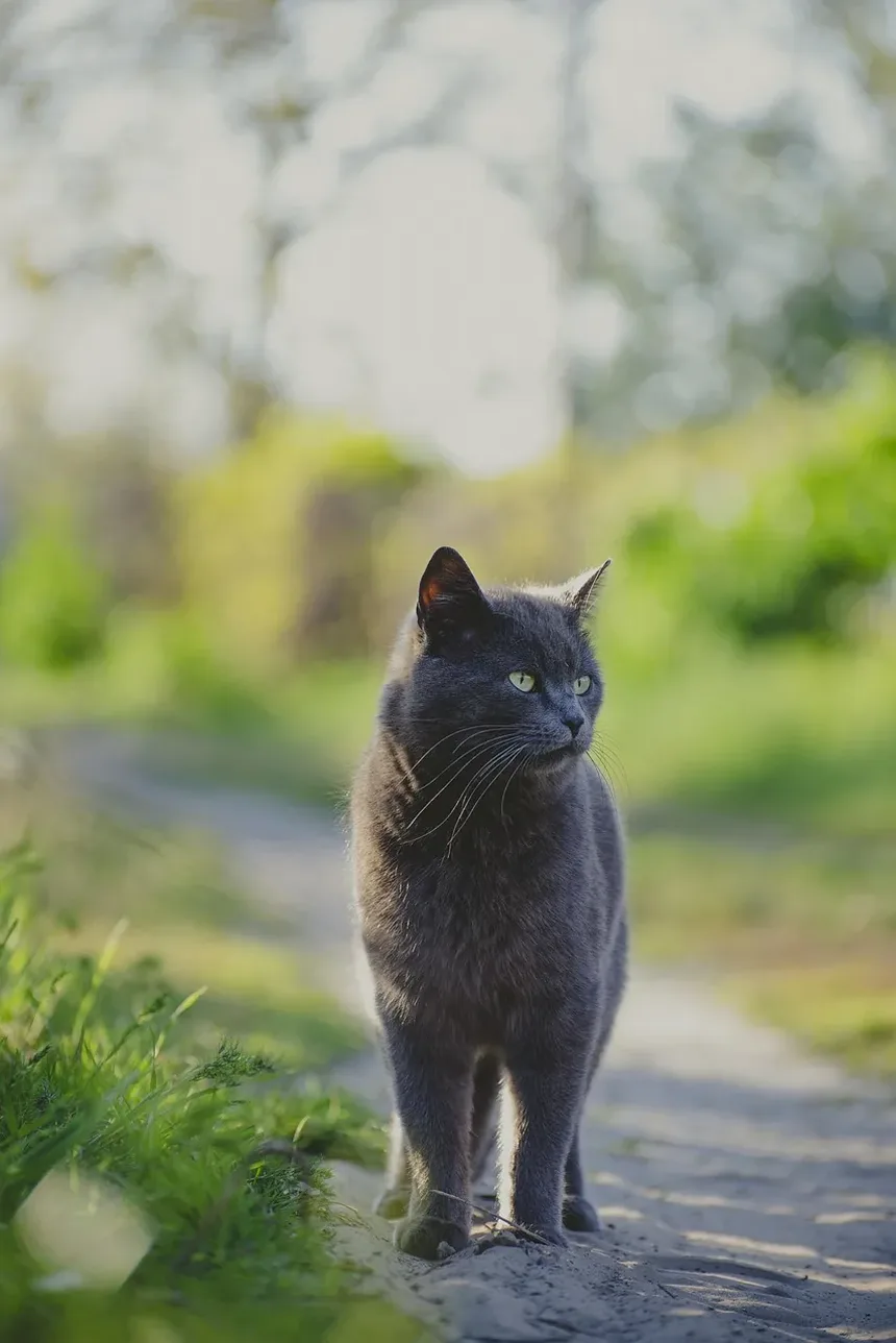 Suplementos Alimentares para Gatos com Baixo Apetite