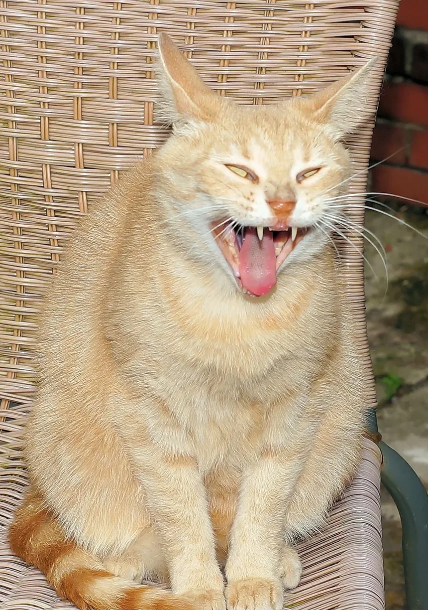 Suplementos Alimentares para Gatos com Baixo Apetite