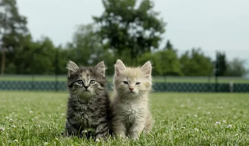 Suplementos Alimentares para Gatos com Baixo Apetite