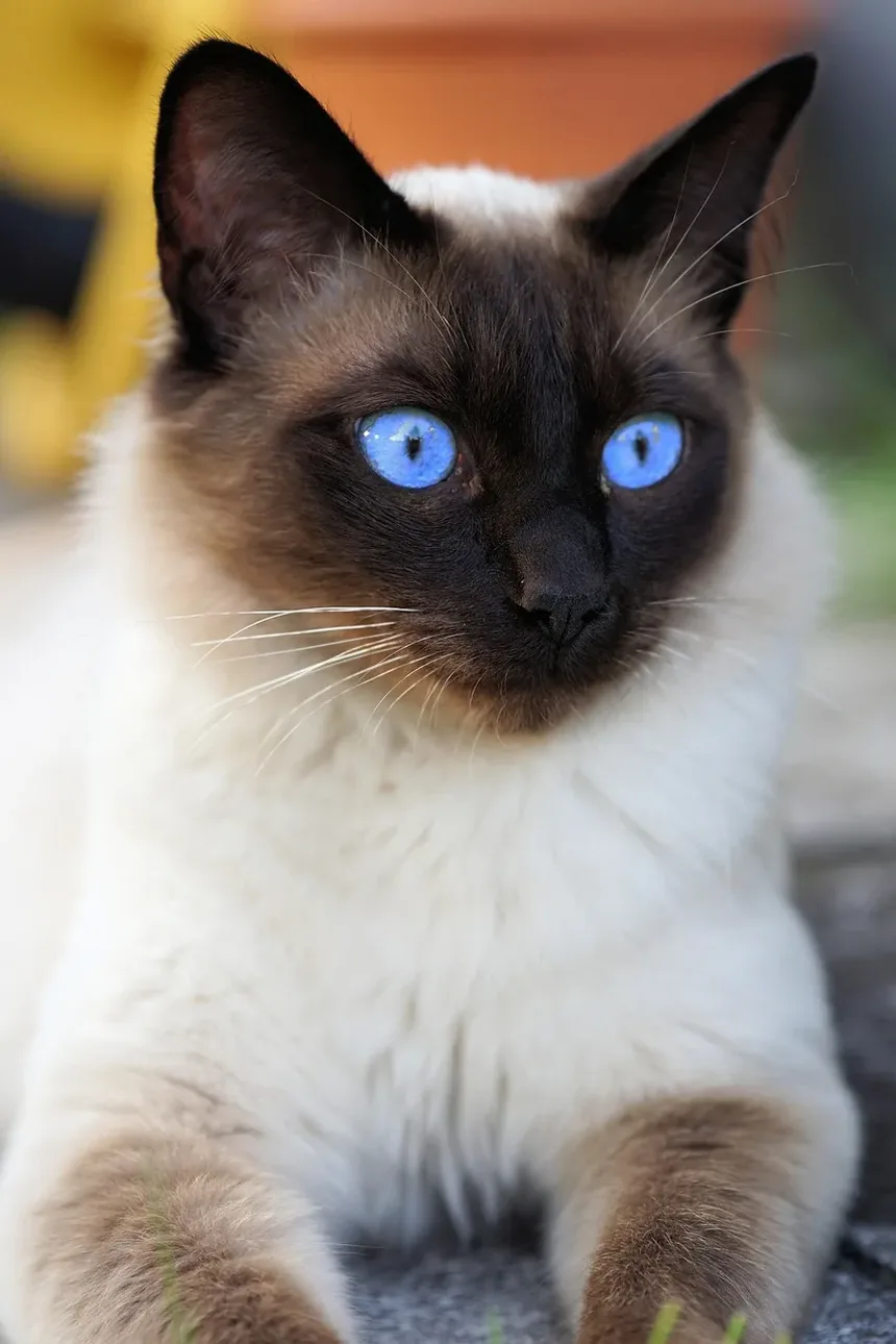 Como Dar Banho em um Gato em Casa: Um Guia Completo