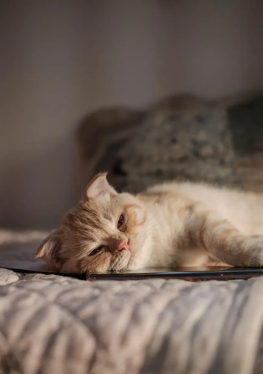Como Dar Banho em um Gato em Casa: Um Guia Completo