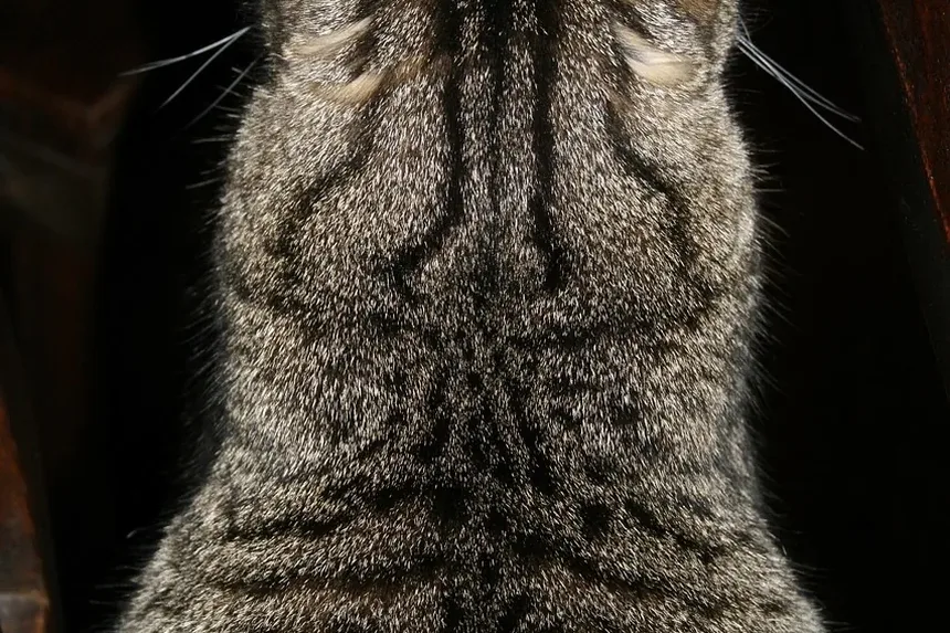 Como Dar Banho em um Gato em Casa: Um Guia Completo