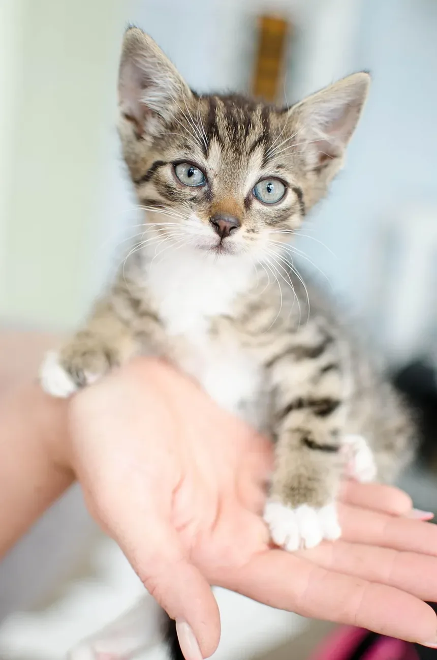 Como Acalmar um Gato Ansioso e Agressivo: Estratégias Abrangentes