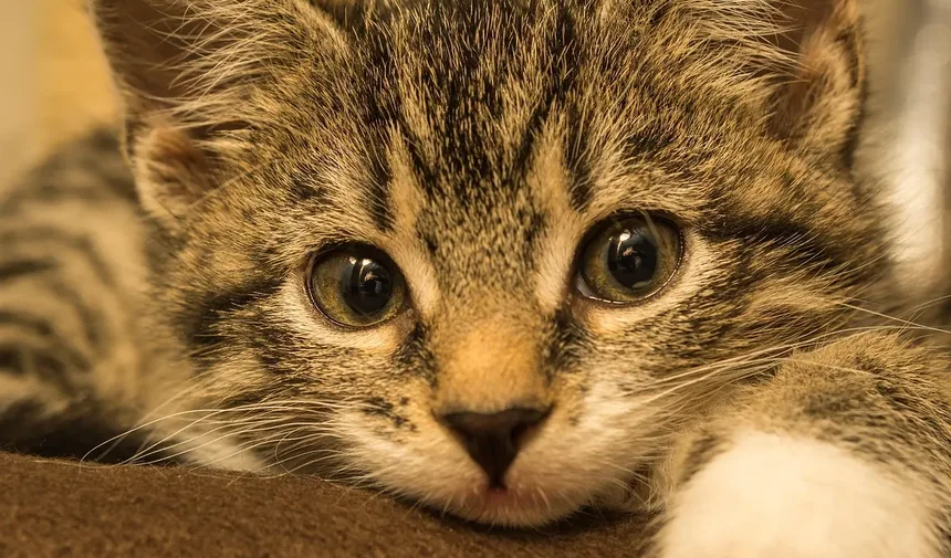 Como Acalmar um Gato Ansioso e Agressivo: Estratégias Abrangentes