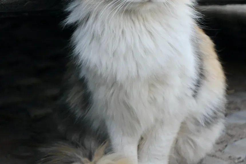 Como Acalmar um Gato Ansioso e Agressivo: Estratégias Abrangentes
