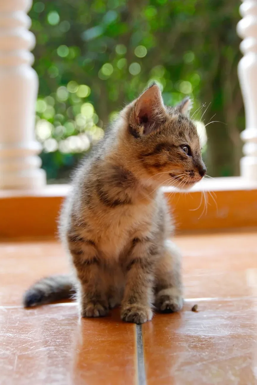 Como Acalmar um Gato Ansioso Naturalmente: Remédios Caseiros