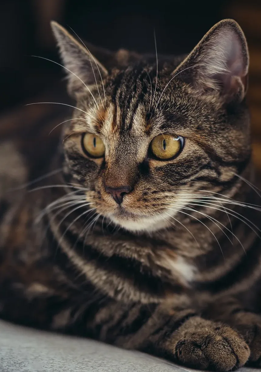 Como Acalmar um Gato Ansioso Naturalmente: Remédios Caseiros