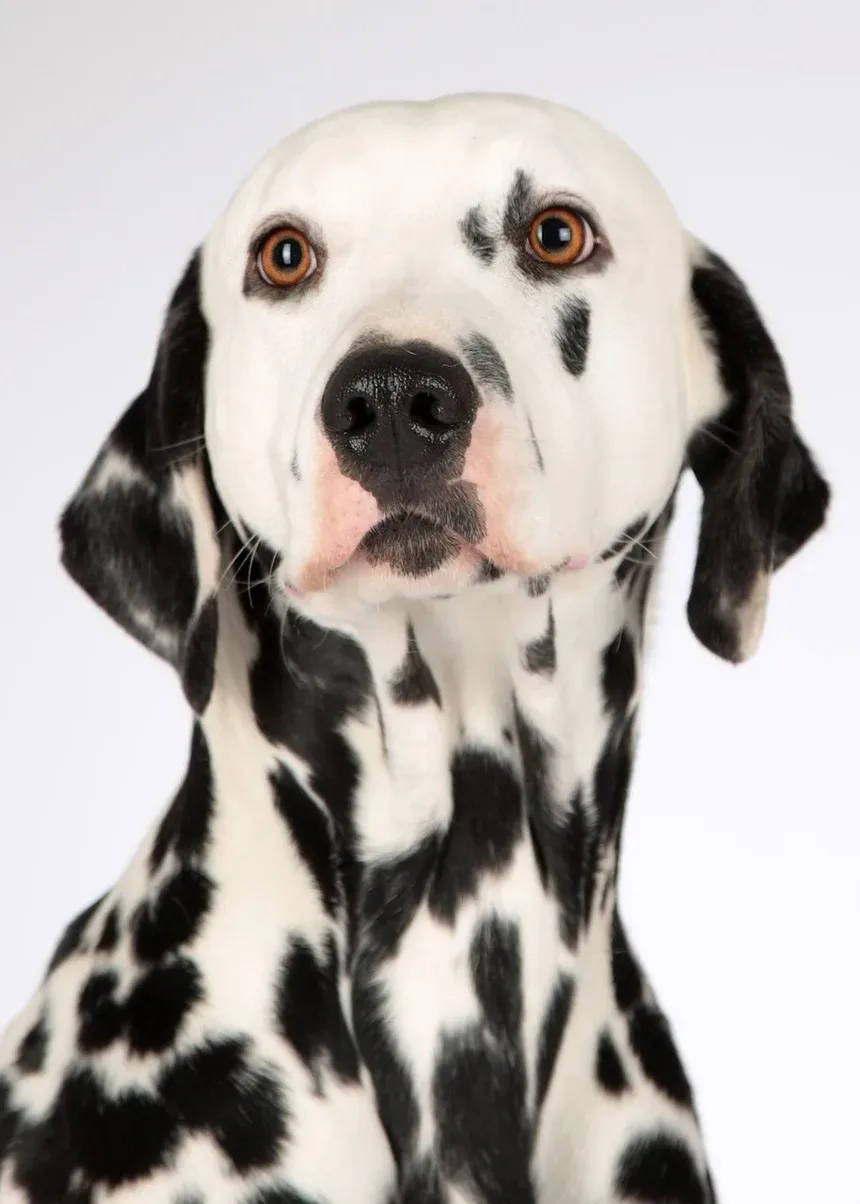 Como Acalmar Meu Cão da Ansiedade de Separação
