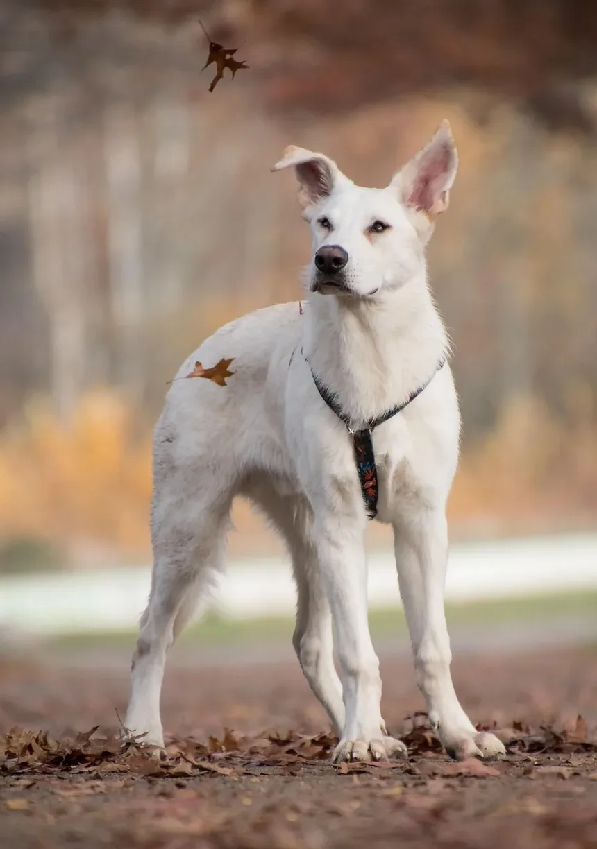 Como Acalmar Meu Cão da Ansiedade de Separação