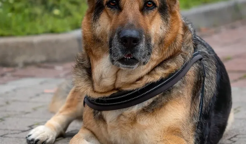 Como Acalmar Meu Cão da Ansiedade de Separação