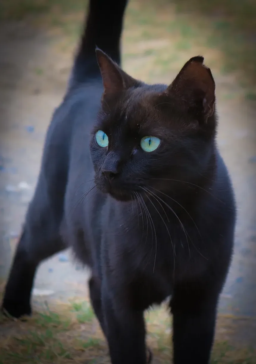 Como Escovar um Gato Ragdoll em Casa: Um Guia Completo