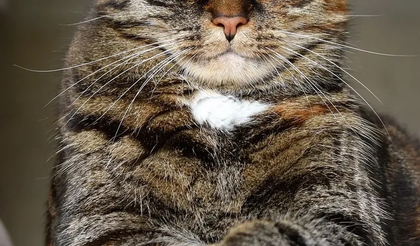 Como Escovar um Gato Ragdoll em Casa: Um Guia Completo