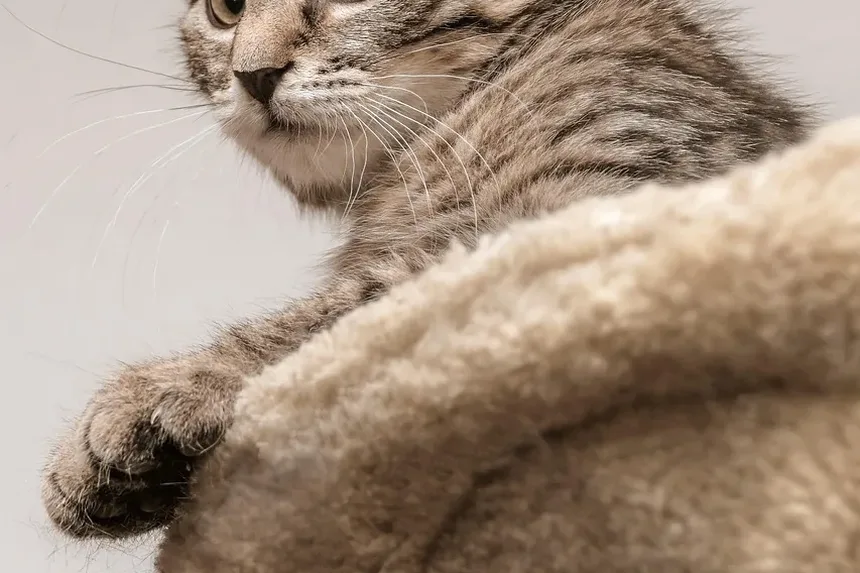 Como Escovar um Gato Ragdoll em Casa: Um Guia Completo