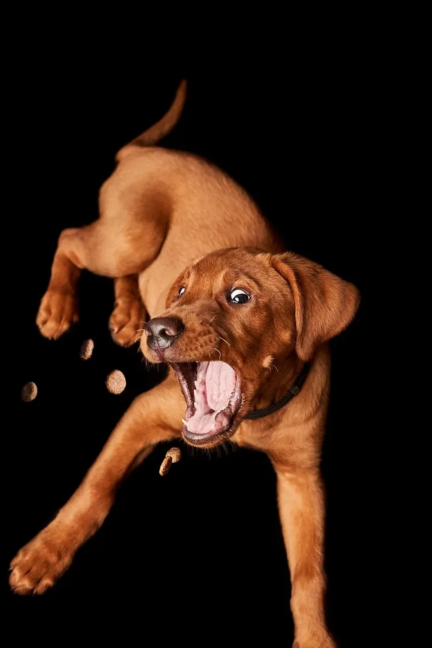 Como Ajudar Meu Cão a se Recuperar da Pancreatite