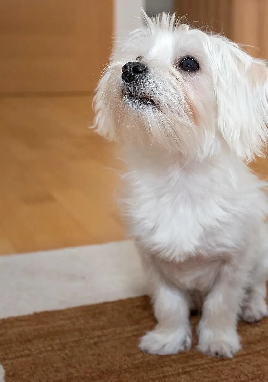 Como Ajudar Meu Cão a se Recuperar da Pancreatite