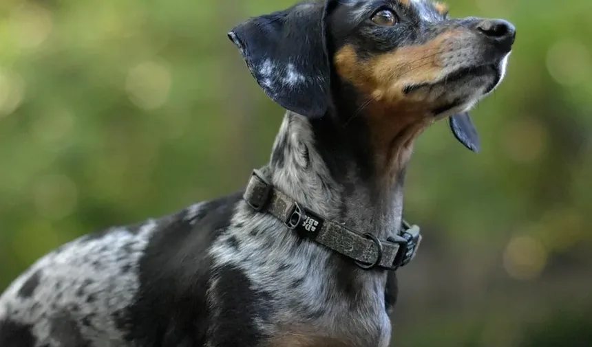 Como Ajudar Meu Cão a se Recuperar da Pancreatite