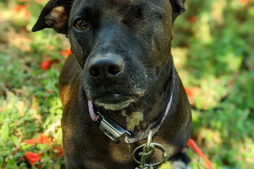 Como Ajudar Meu Cão a se Recuperar da Pancreatite