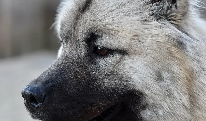 Como Acalmar a Pele do Cão Após a Tosa