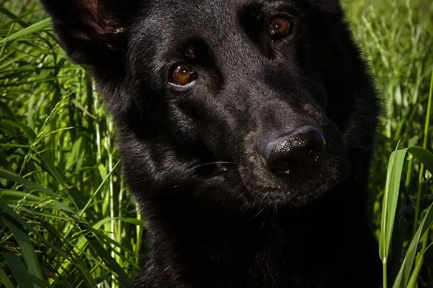 Como Acalmar a Pele do Cão Após a Tosa