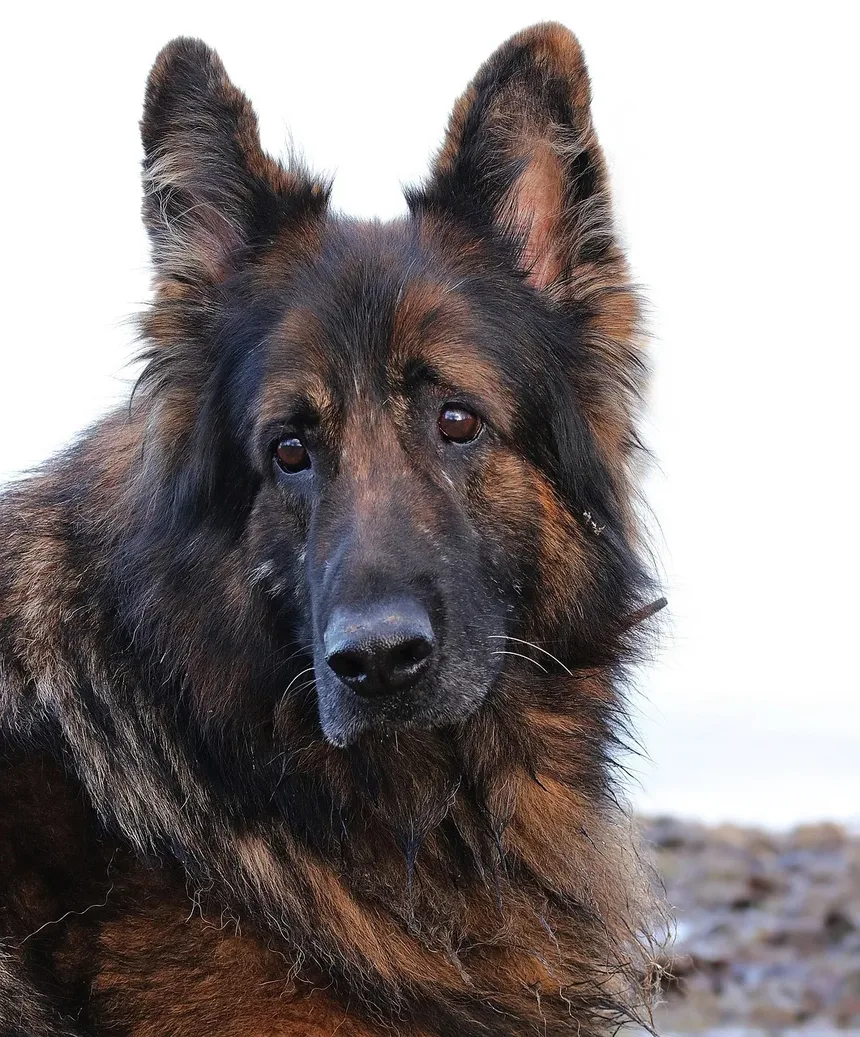 Como Tratar o Ânus Irritado do Cachorro Após a Tosa