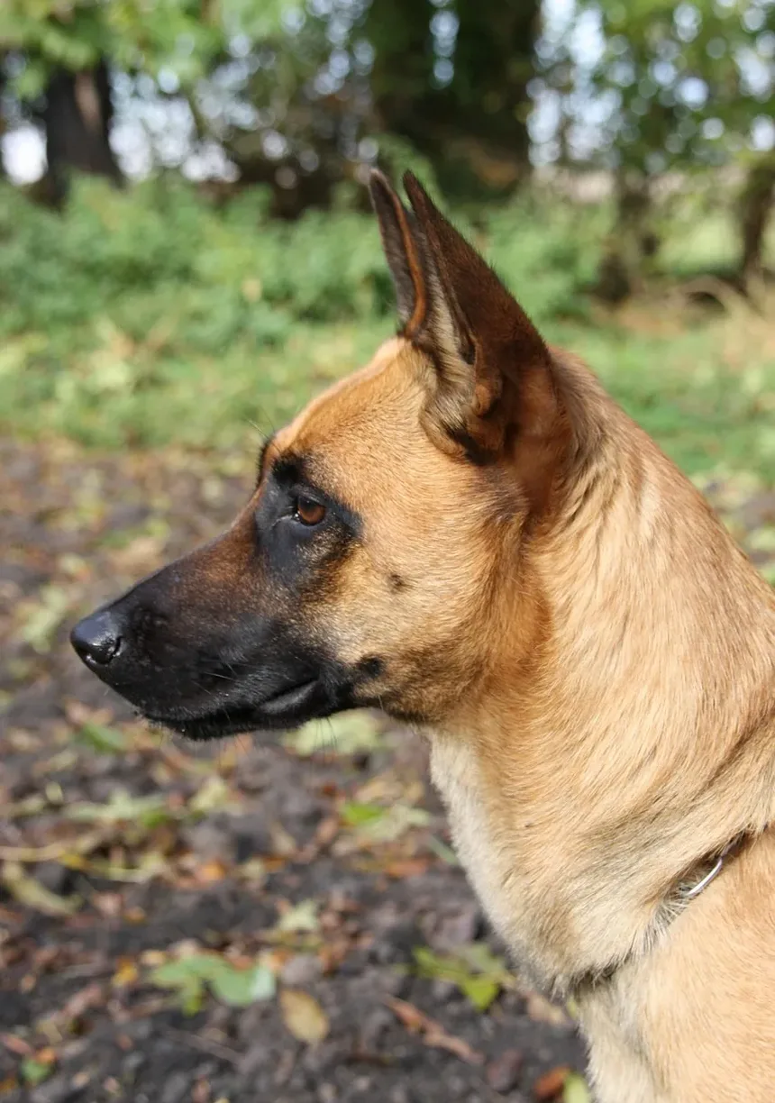 Como Tratar o Ânus Irritado do Cachorro Após a Tosa