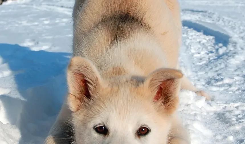 Como Tratar o Ânus Irritado do Cachorro Após a Tosa