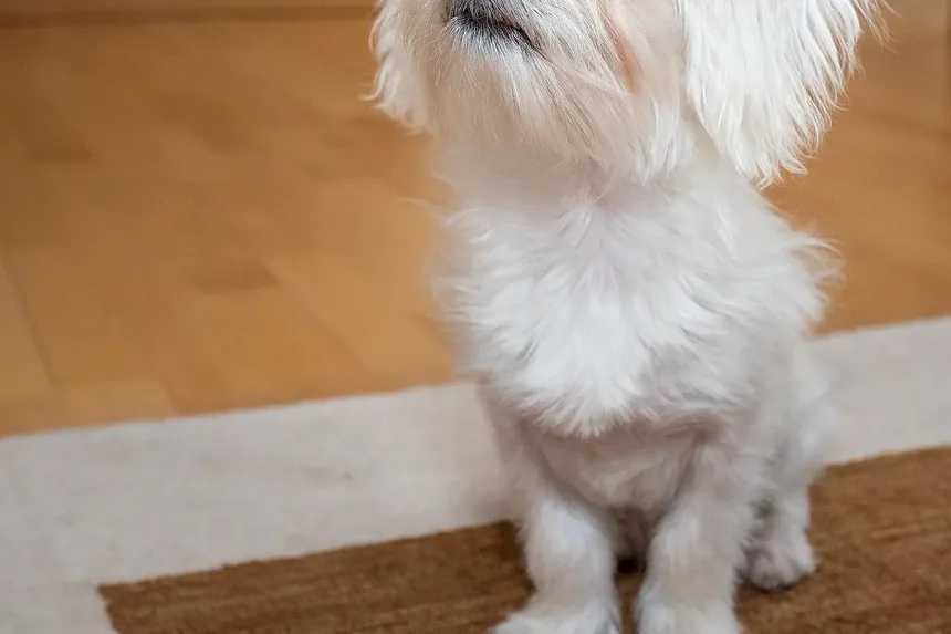 Como Tratar o Ânus Irritado do Cachorro Após a Tosa