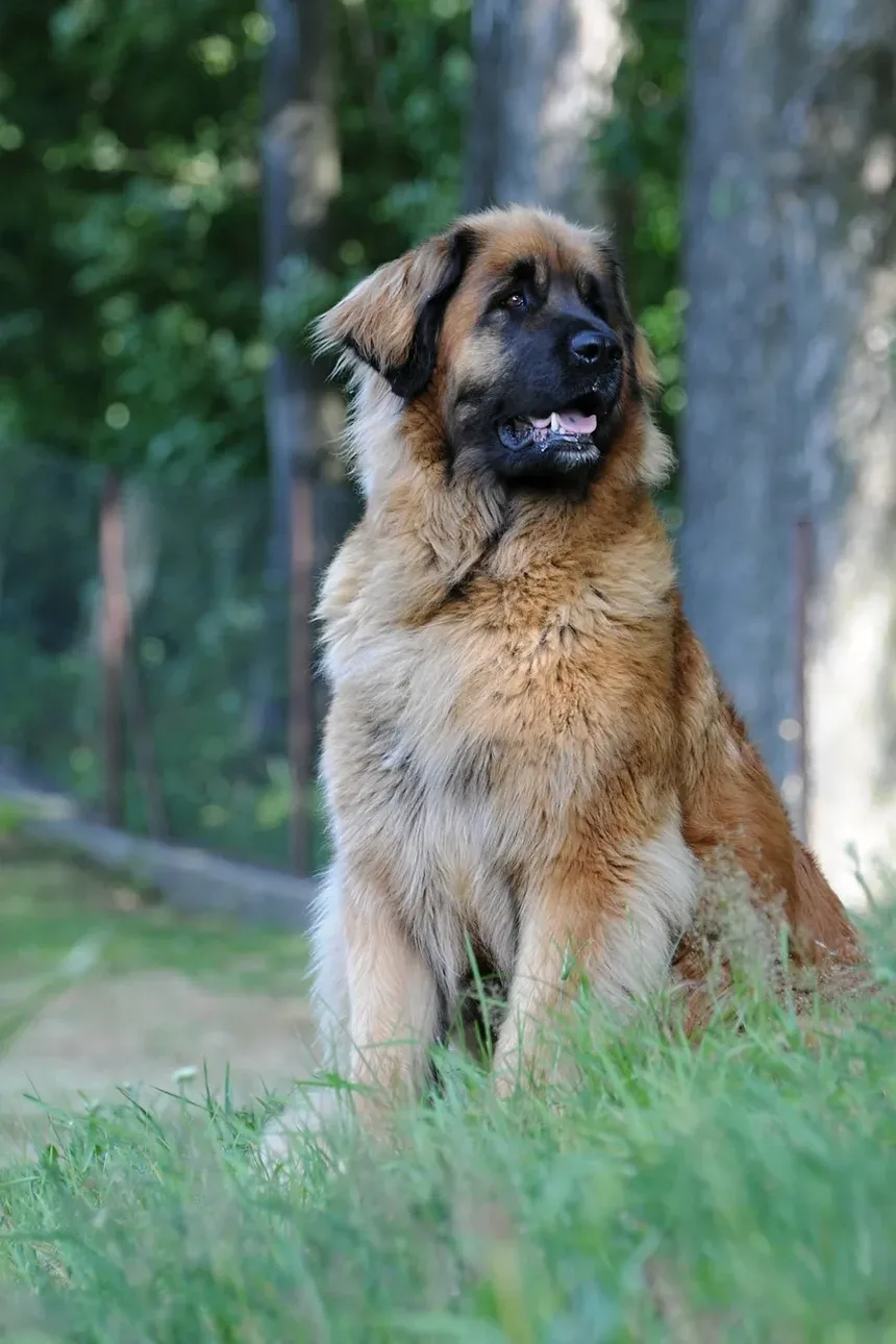 Necessidades Nutricionais de Cães de Raças Grandes: Um Guia Completo