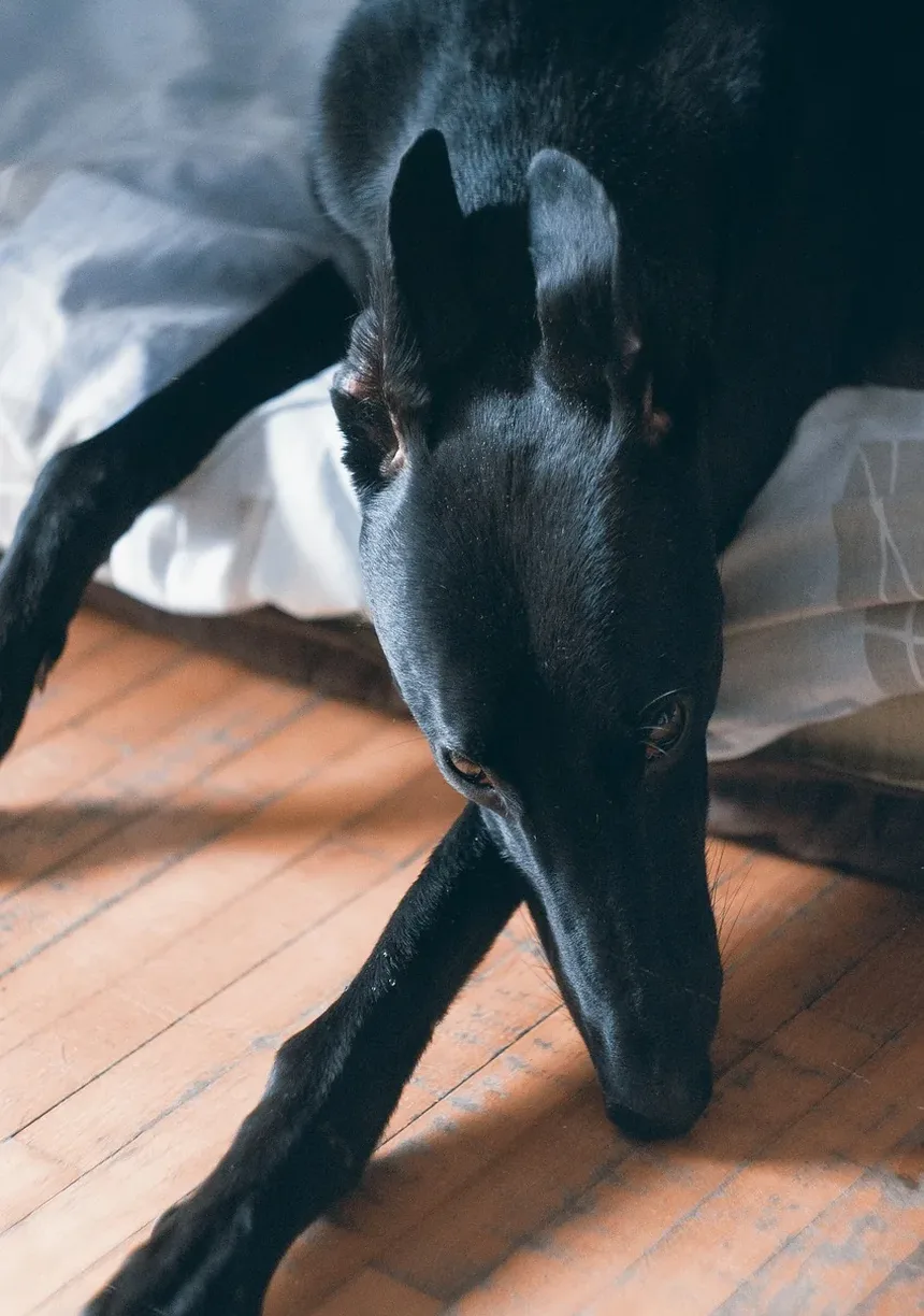 Necessidades Nutricionais de Cães de Raças Grandes: Um Guia Completo