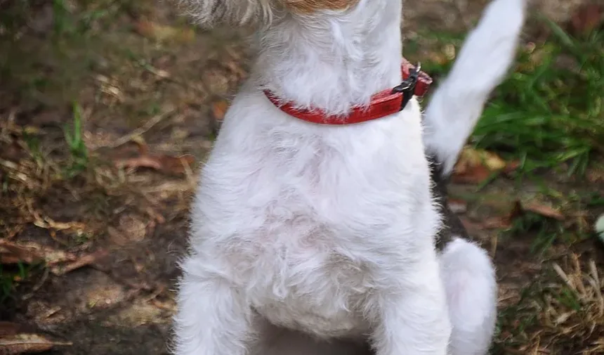 Necessidades Nutricionais de Cães de Raças Grandes: Um Guia Completo