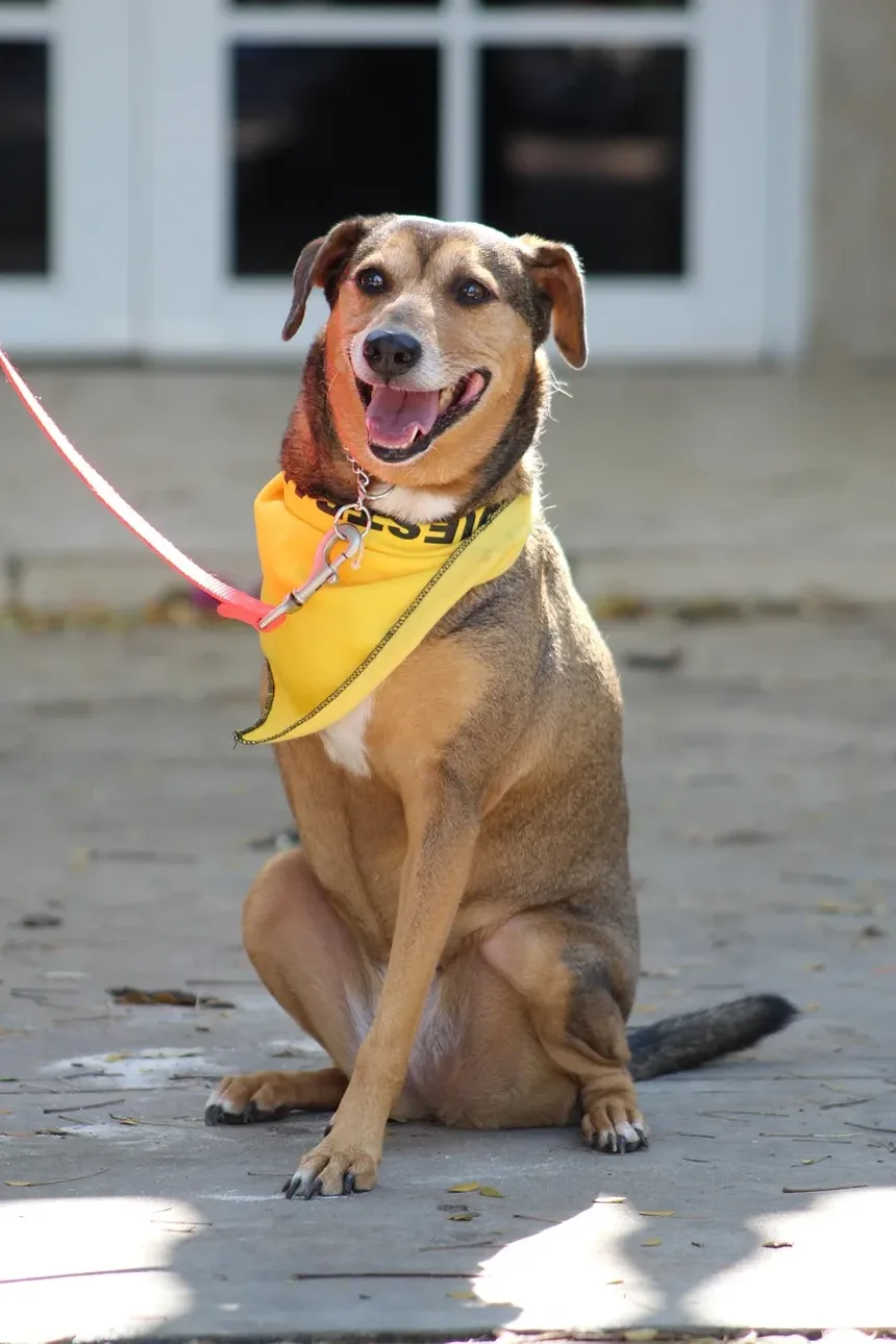 Remédios Naturais para Doença Renal em Cães