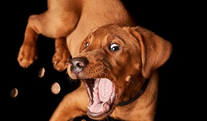 Remédios Naturais para Doença Renal em Cães