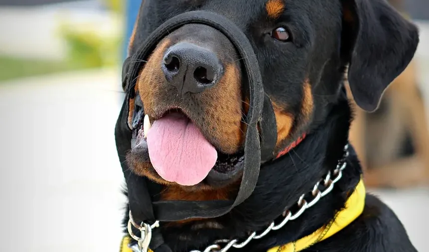 Ofegar como Sinal de Estresse em Cães: Compreendendo o Comportamento