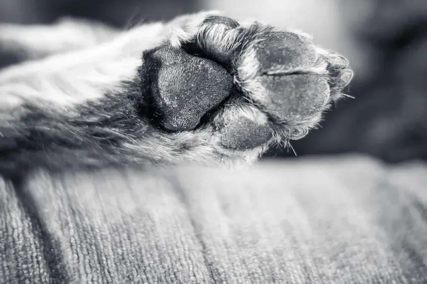 Ofegar como Sinal de Estresse em Cães: Compreendendo o Comportamento