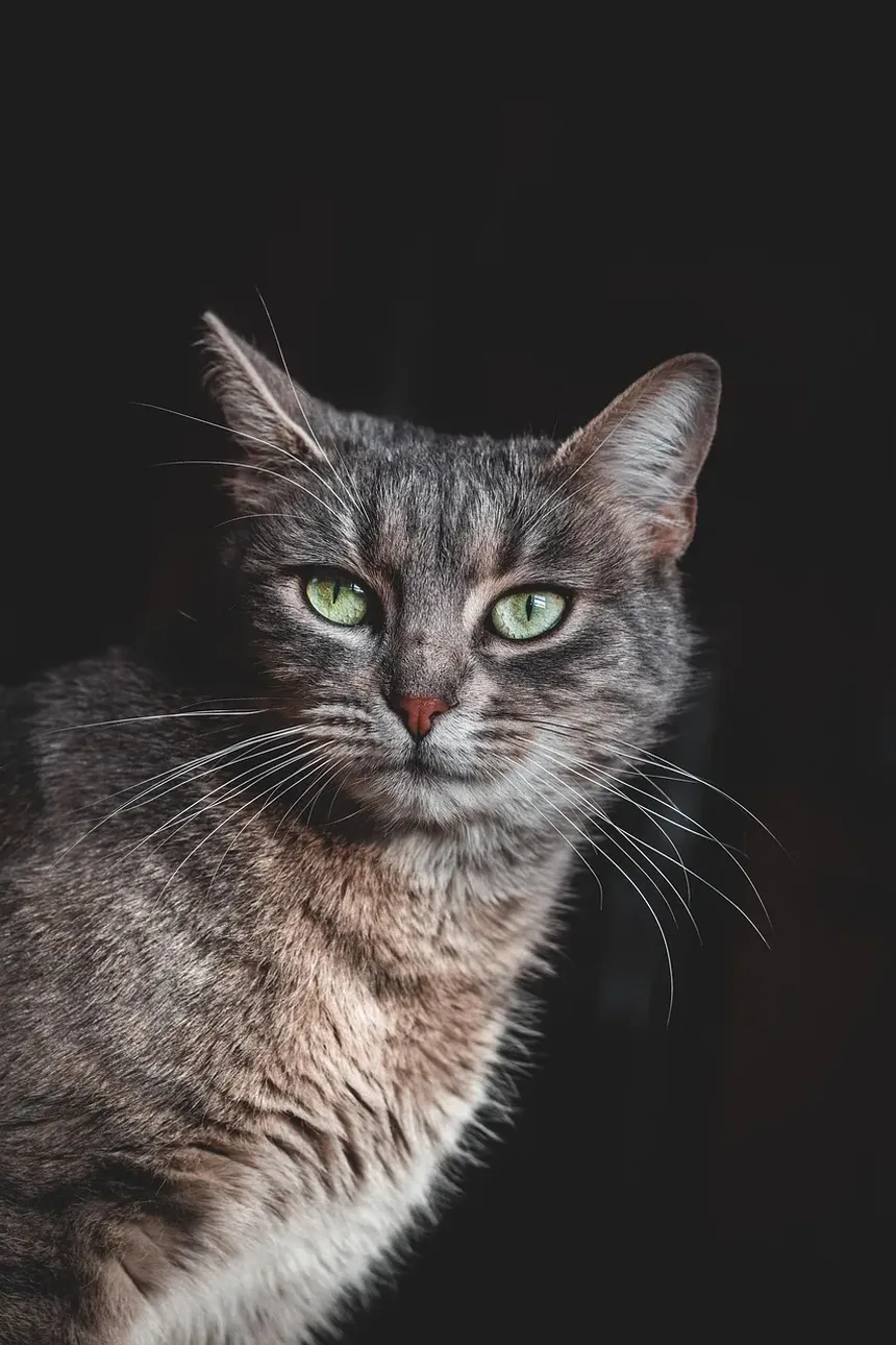 Sinais de que um Gato Está com Dor Após a Castração: Entendendo a Recuperação Pós-Cirúrgica