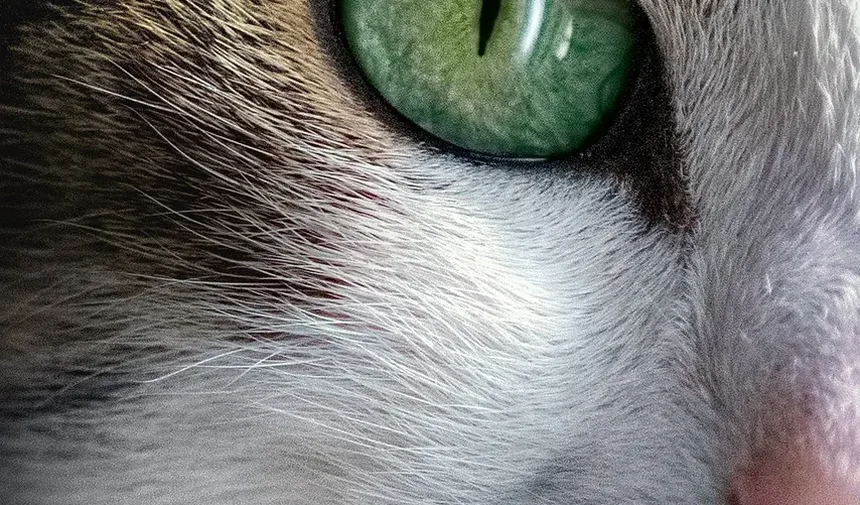 Sinais de que um Gato Está com Dor Após a Castração: Entendendo a Recuperação Pós-Cirúrgica