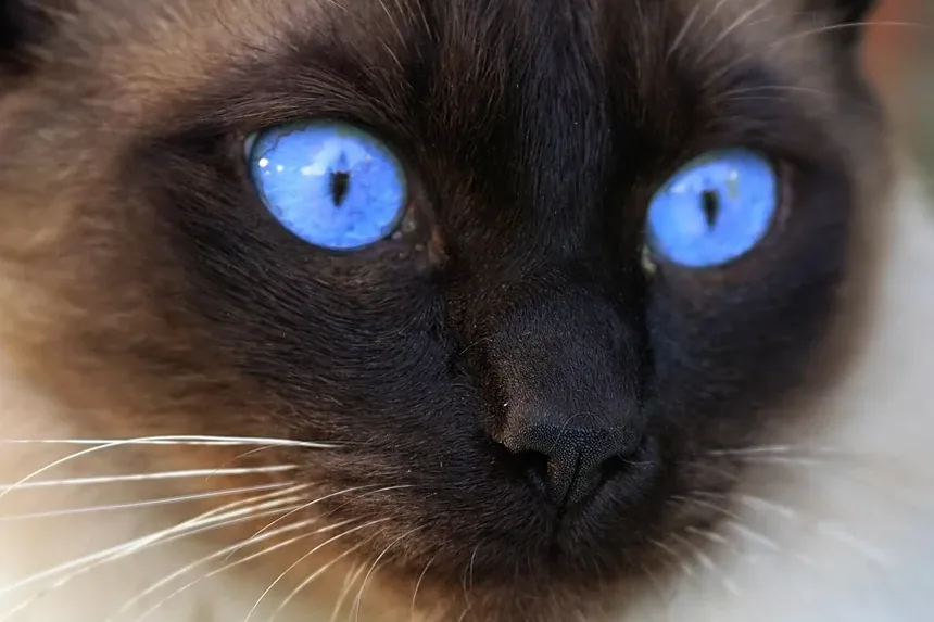 Sinais de que um Gato Está com Dor Após a Castração: Entendendo a Recuperação Pós-Cirúrgica