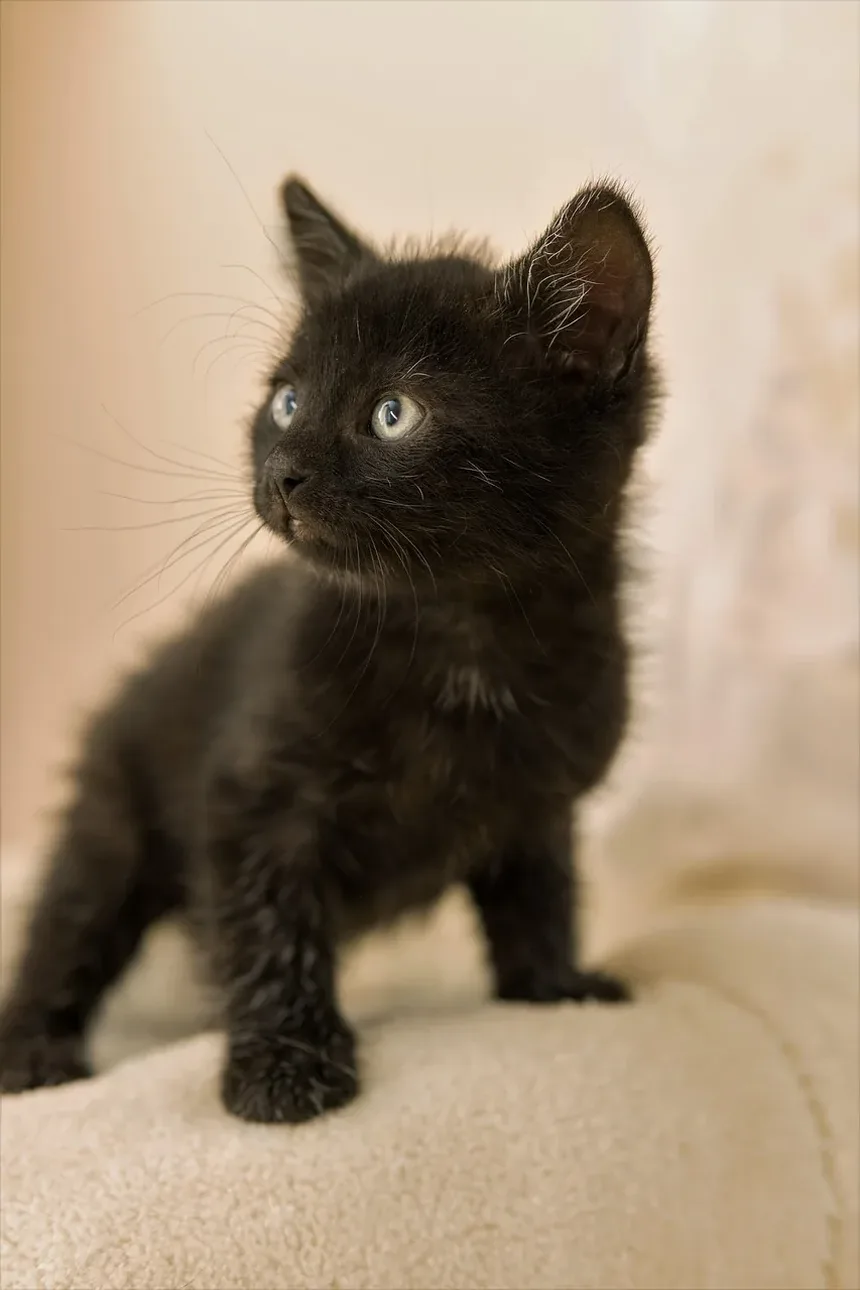 Sinais de Estresse Térmico em Gatos: Como Reconhecer e Reagir ao Superaquecimento Felino