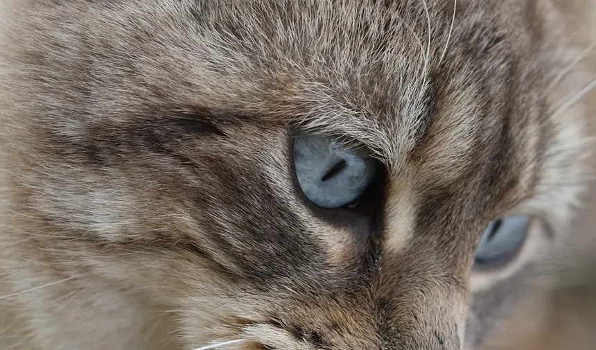 Sinais de Estresse Térmico em Gatos: Como Reconhecer e Reagir ao Superaquecimento Felino