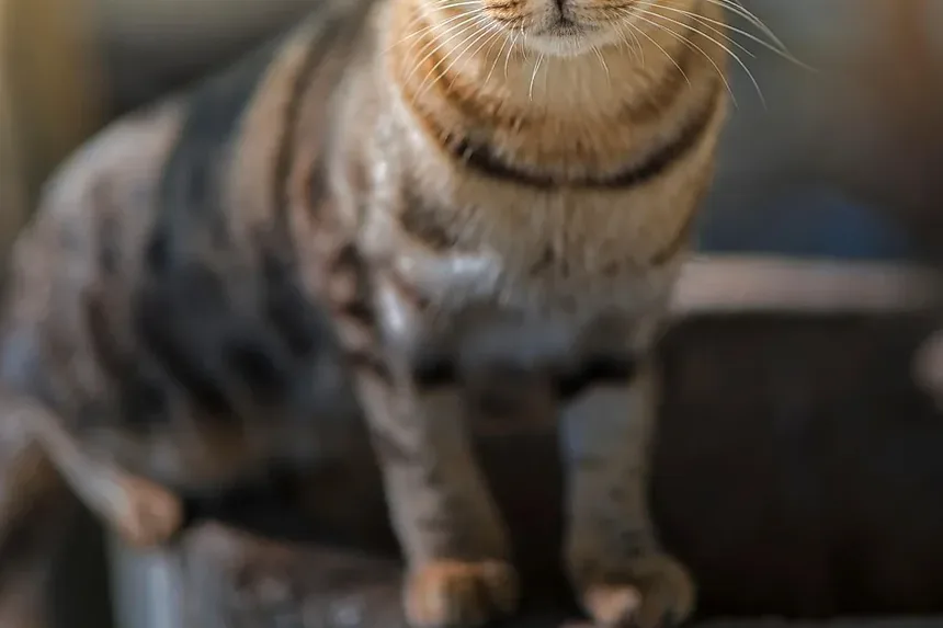 Sinais de Estresse Térmico em Gatos: Como Reconhecer e Reagir ao Superaquecimento Felino