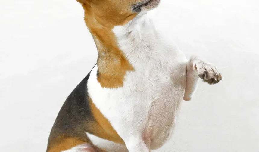 Sinais de Doença em Cães Após Picada de Carrapato