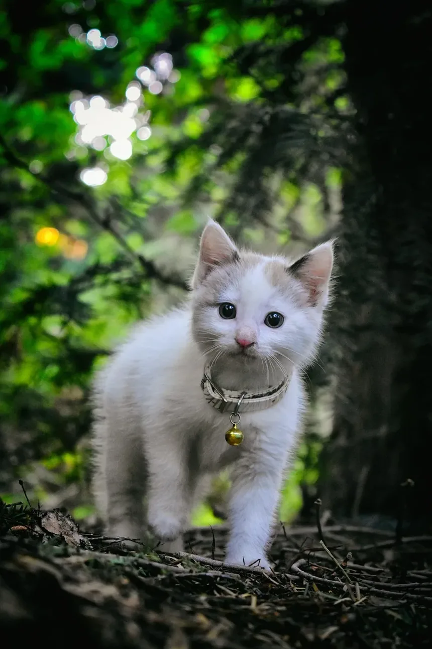 Compreendendo os Sinais de Estresse na Cauda dos Gatos