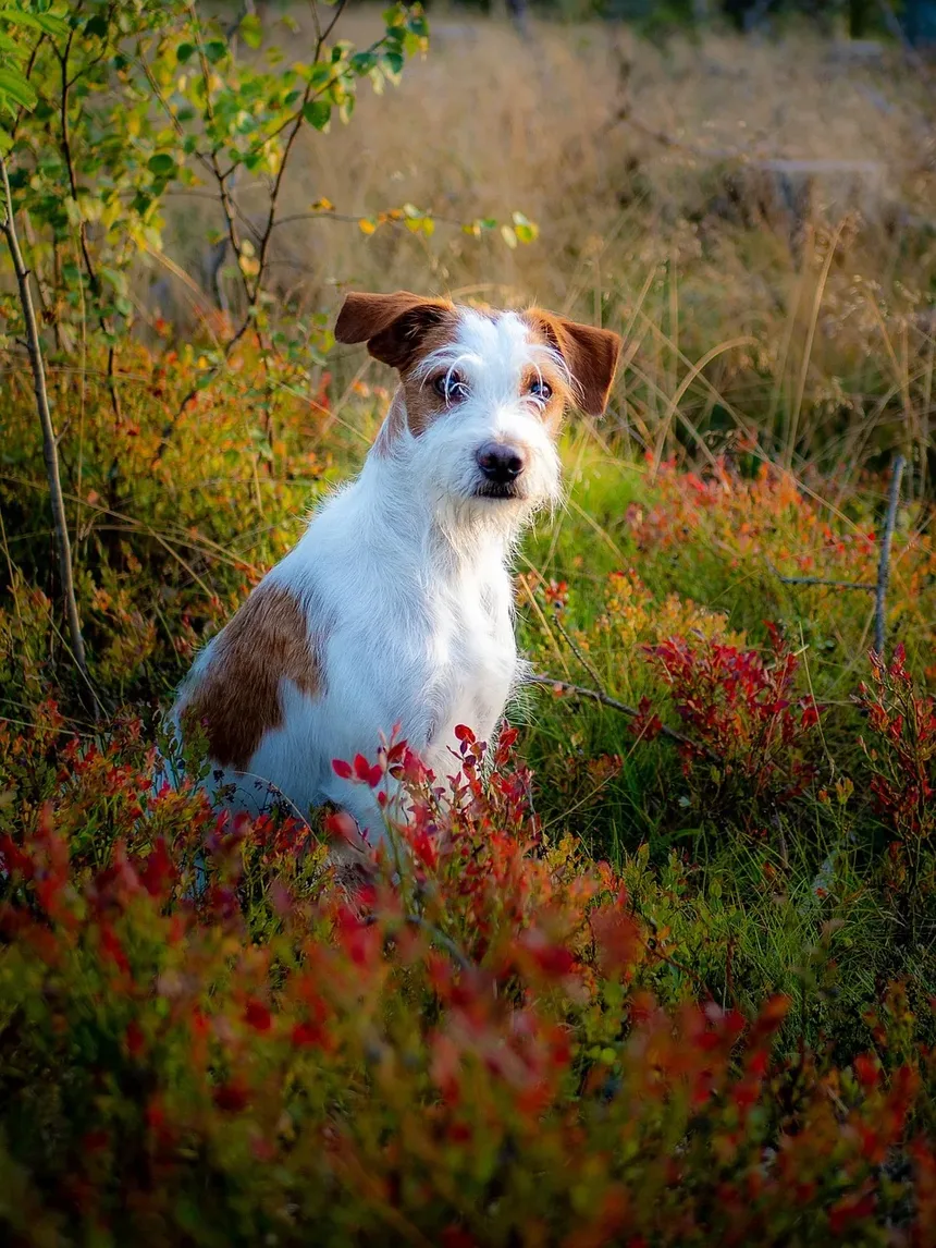 O Que Fazer Se Seu Cão Engasgar com uma Bola de Tênis: Um Guia Completo
