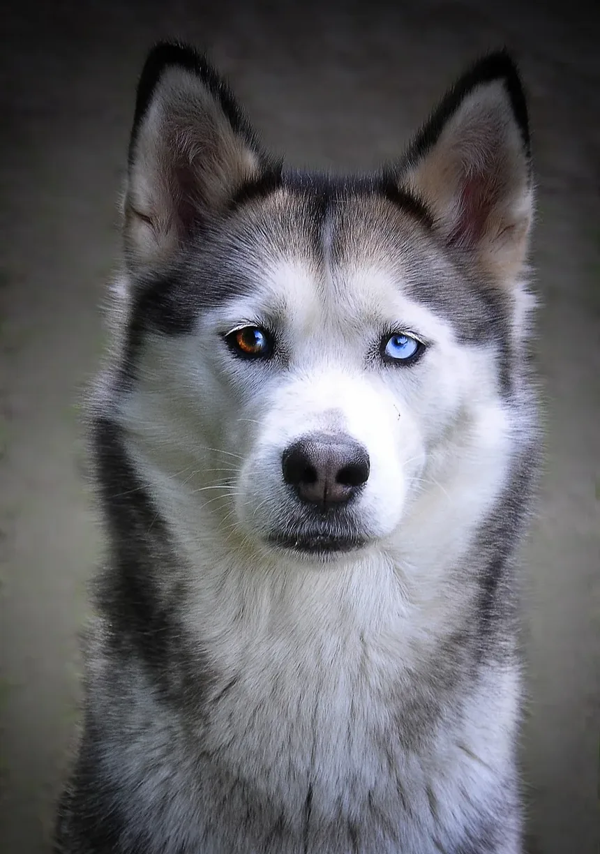 O Que Fazer Se Seu Cão Engasgar com uma Bola de Tênis: Um Guia Completo