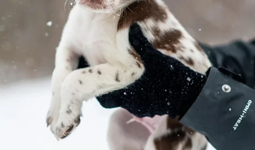 O Que Fazer Se Seu Cão Engasgar com uma Bola de Tênis: Um Guia Completo