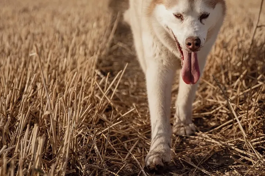 O Que Fazer Se Seu Cão Engasgar com uma Bola de Tênis: Um Guia Completo
