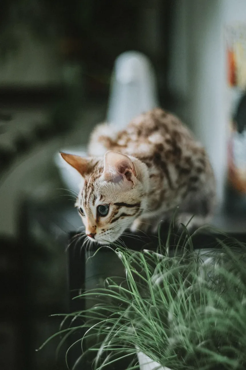 Por que meu gato está com diarreia e vomitando?