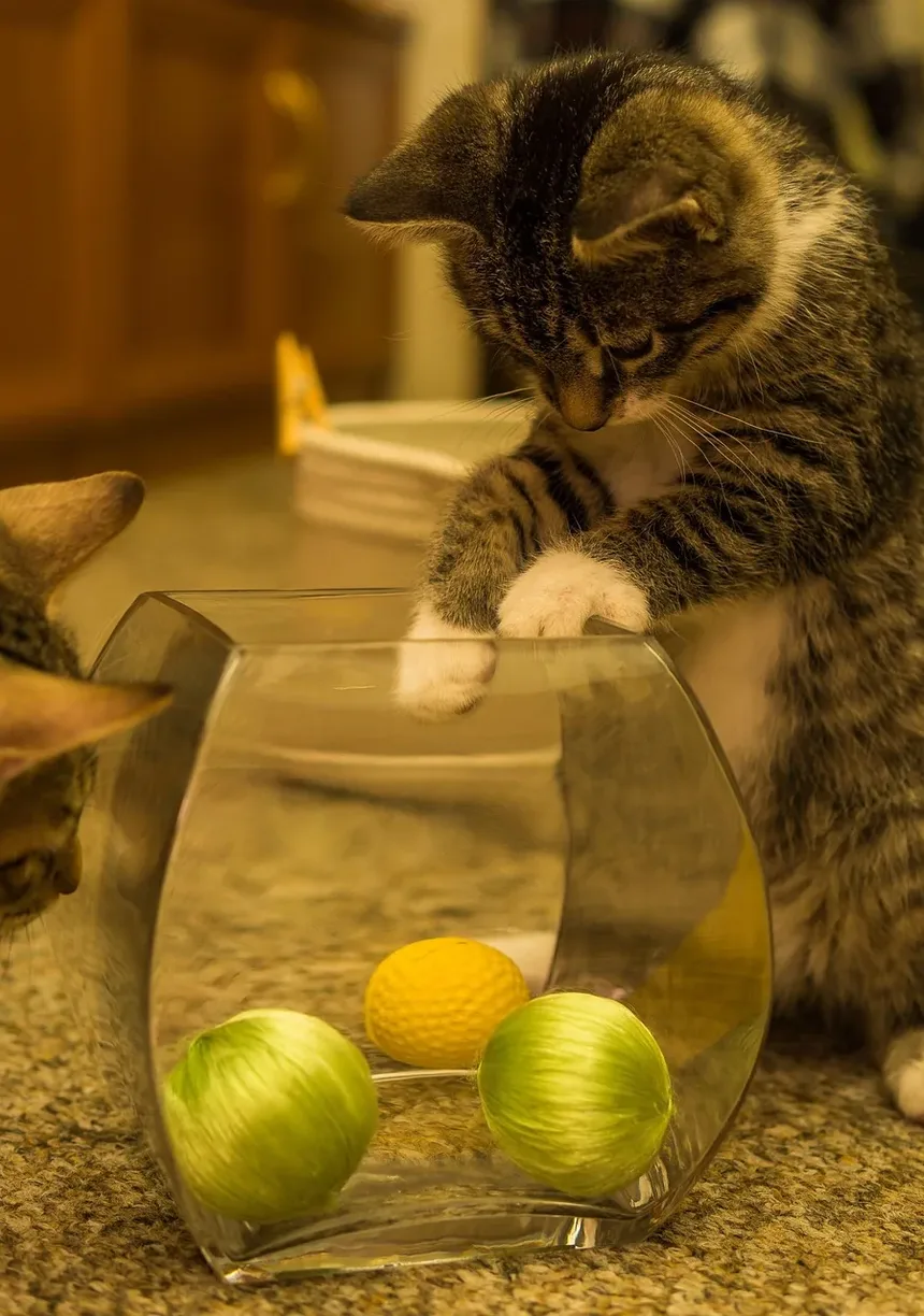 Por que meu gato está com diarreia e vomitando?