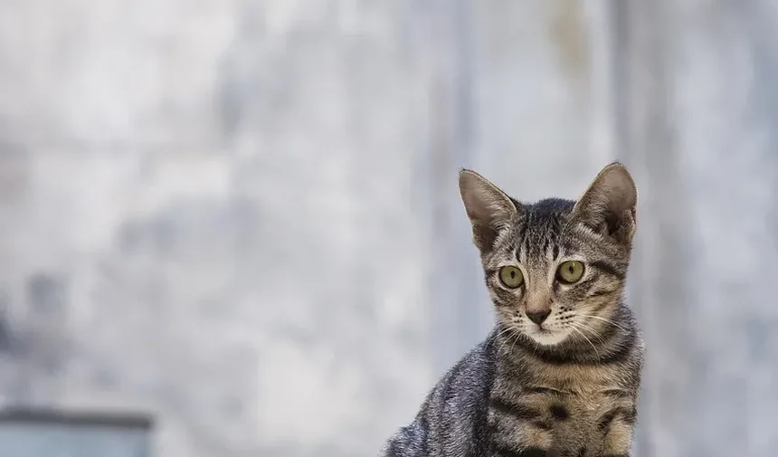 Por que meu gato está com diarreia e vomitando?