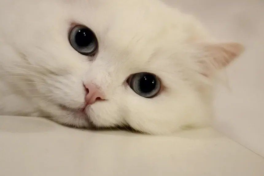 Por que meu gato está com diarreia e vomitando?